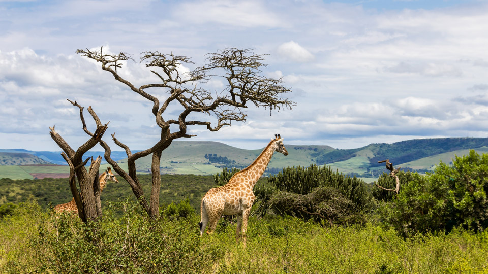 Anmutige Schönheiten: Giraffen in der südafrikanischen Wildnis - (Foto: ©Georg Schneider/EyeEm/Getty Images)