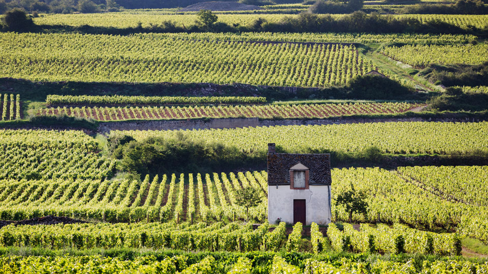 Genuss und Radfahren lassen sich herrlich verbinden auf einer Tour durch die Weinanbaugebiete Burgunds - (Foto: ©duchy/Shutterstock)