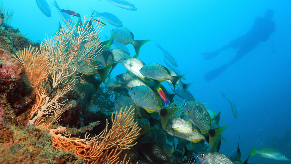 Auf Cocos Island in Costa Rica warten viele Schätze - insbesondere aber unter Wasser - (Foto: ©AndamanSE/Getty Images)