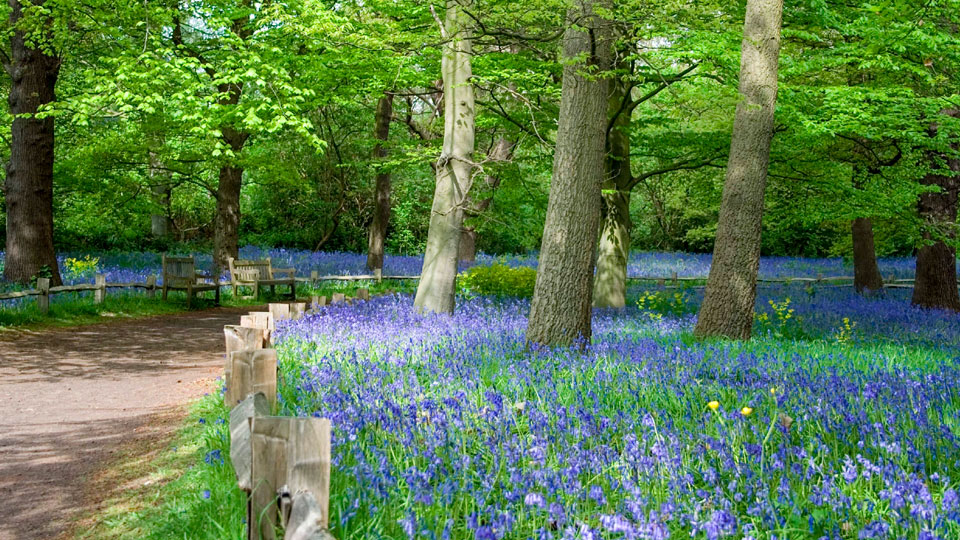 Zauberhafte Frühlingsspaziergänge zwischen den Glockenblumen in den Royal Kew Gardens - (Foto: ©PKM1/Getty Images)