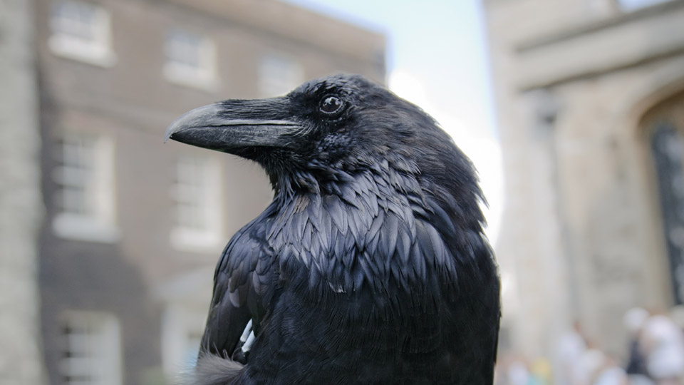 Die Raben sind beinahe so exotisch wie einst die Tierwelt im Tower of London - (Foto: © Anna Kucherova/Shutterstock)