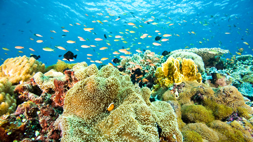 Korallenriff beim Tauchen auf Borneo - (Foto: ©Stuart Westmorland/Getty Royalty Free) 
