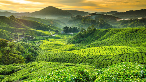 Teeplantagen in den Cameron Highlands - (Foto: ©cescassawin/Getty Royalty Free)