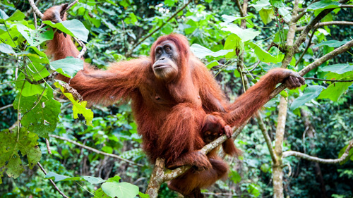 Ein Orang Utan im malaysischen Dschungel - (Foto: ©Matej Hudovernik/Shutterstock Royalty Free)