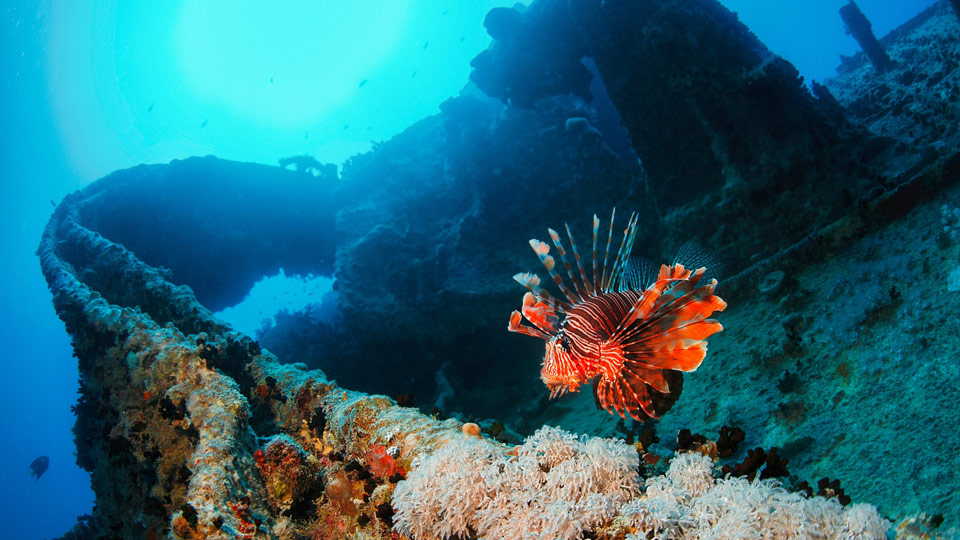 Ein Feuerfisch genießt den Schutz des Wracks der SS Thistlegorm in Ägypten - (Foto: © ultramarinfoto / Getty Images)