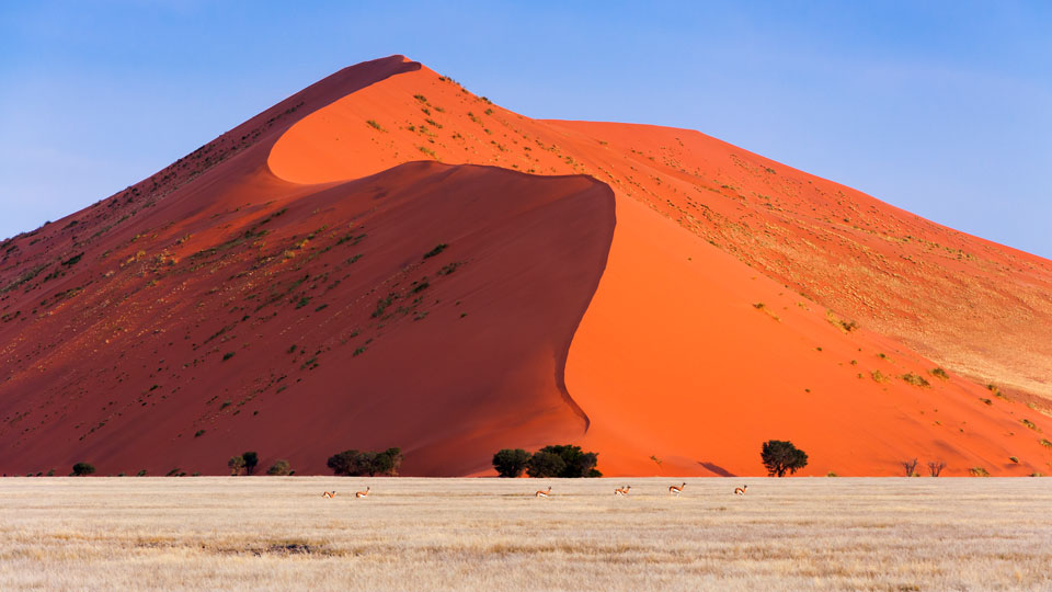 Gemütlich grast diese Springbockherde vor einer roten Düne in Sossusvlei – (Foto: © Getty Images / iStockphoto)