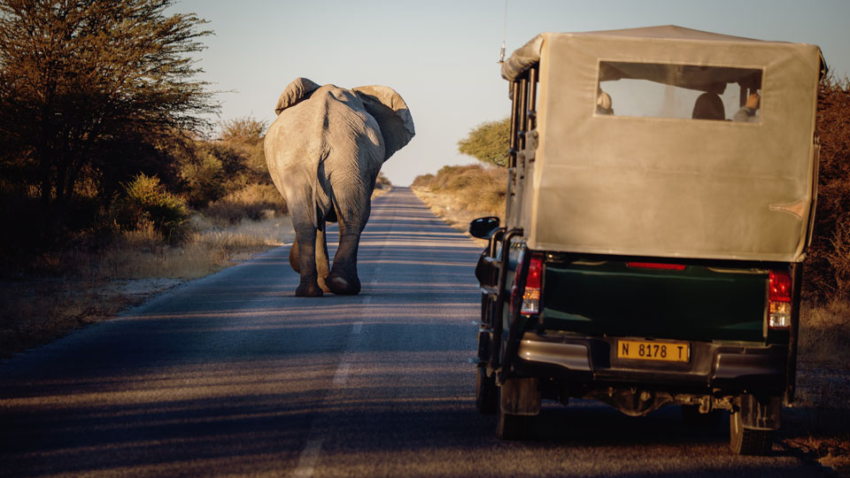 Im Namibia Etosha National Park begegnet man nicht selten Elefanten – (Foto: ©Fotografie-Kuhlmann / Shutterstock)