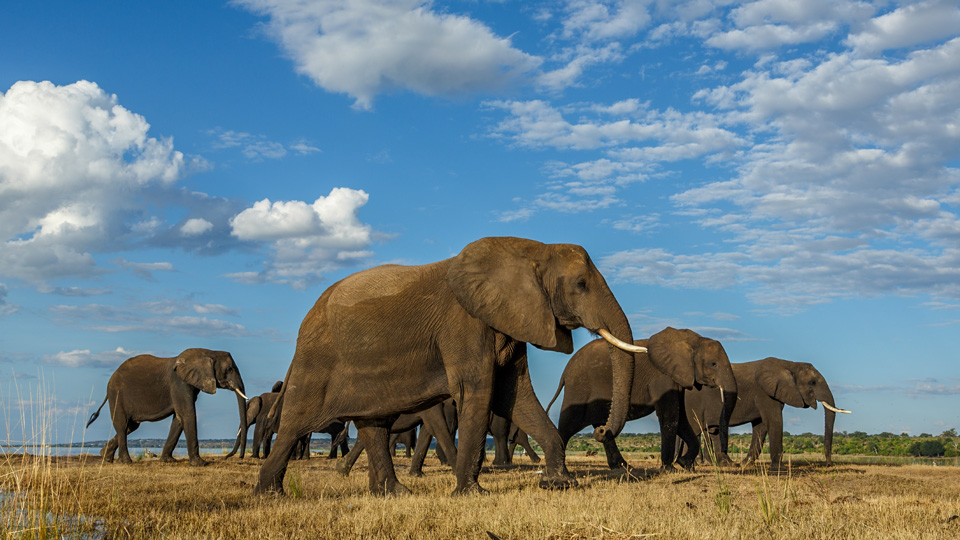 Elefanten und andere Wildtiere in freiem Lebensraum beobachten - (Foto: ©Vincent Andrews/500px) 