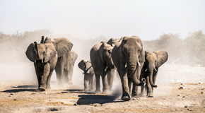 © Efimova Anna, shutterstock