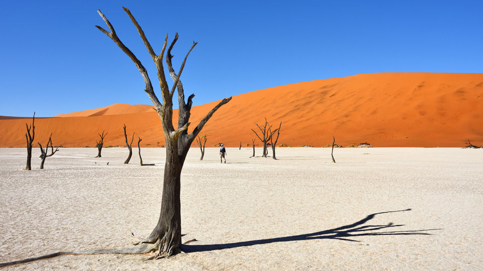 Tote Kameldornbäume im Dead Vlei in der Namib Wüste - (Foto: ©znm/istock.com) 