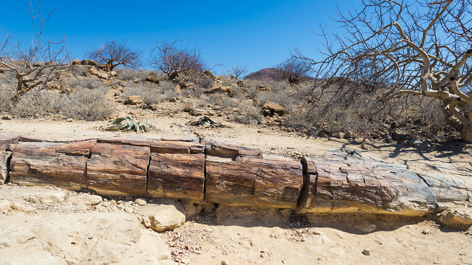 Versteinerter und mineralisierter Baumstamm im Petrified Forest, Nationalpark in Khorixas  - (Foto: ©fbxx/istock.com)