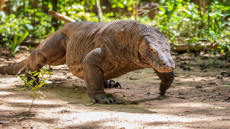 Ein Komodowaran - (Foto: Stephan Goldmann)