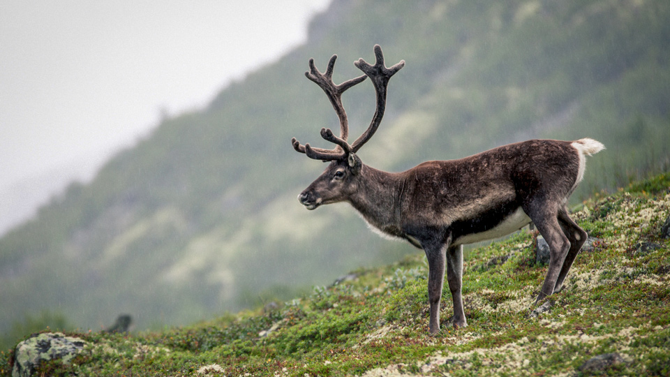 Jotunheimen Nationalpark - (Foto: ©Martijn Smeets/Shutterstock)