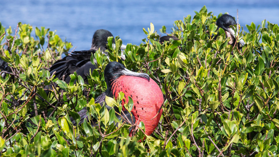 Great Bird Island ist ein unbewohntes Paradies für Wildtiere, nicht nur für seltene Vögel - (Foto: ©Roberto Moiola/Getty Images)