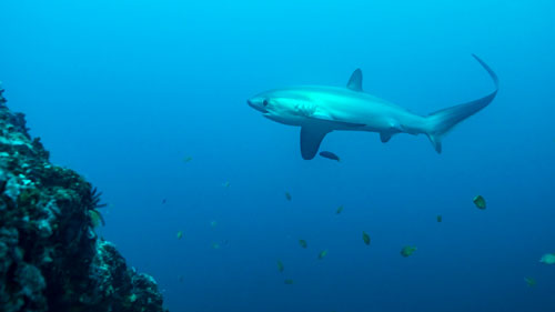 Der seltenen Fuchshai kann man mit etwas Glück beim Tauchen vor Malapasqua sichten - (Foto: ©bearacreative/istock.com)