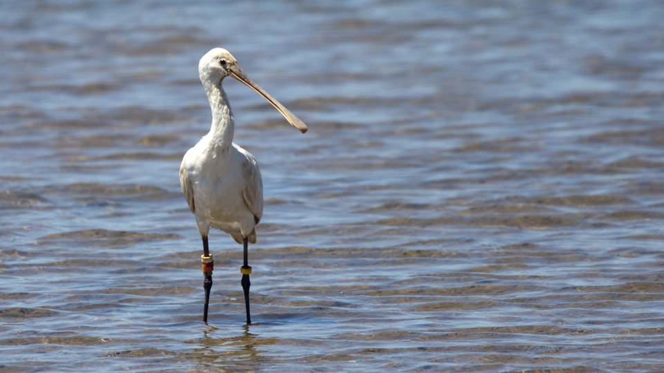 Seltene Vögel wie diesen farbigen Löffler lassen sich auf der Ludo Farm im Naturpark Ria Formosa beobachten - (Foto: © tony mills / Shutterstock)