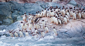 Kolonie von Pinguinen in der Antarktis - (Foto: ©David Merron/500px)