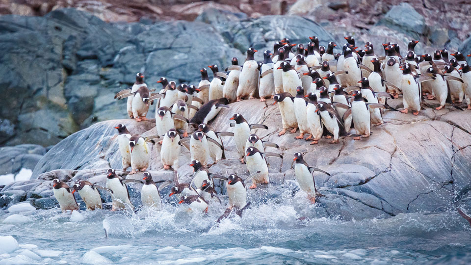 Kolonie von Pinguinen in der Antarktis - (Foto: ©David Merron/500px)