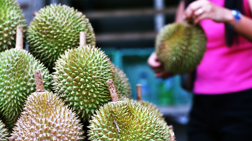 Durian: wirklich so schlimm wie ihr Ruf? Es lohnt sich, es selbst herauszufinden - (Foto: ©Andrew Wood/Getty Images)
