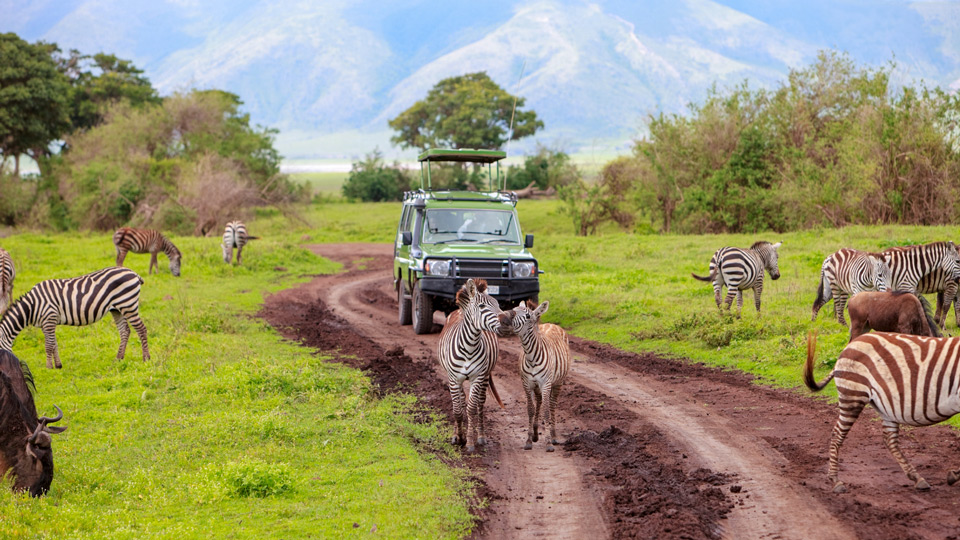 Eine Safari ist ein unvergessliches Erlebnis – (Foto: ©BlueOrange Studio/Shutterstock)