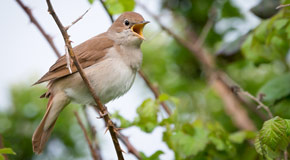 Nach der Renaturierung sind die Nachtigallen nach Knepp zurückgekehrt - (Foto: © bearacreative / Getty Images)
