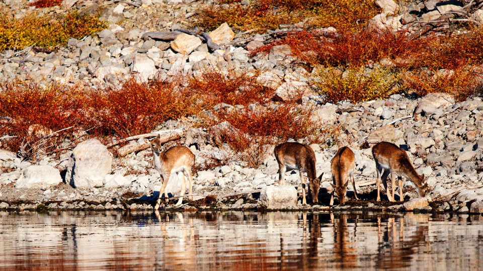 Hirsche im bulgarischen Rodopi-Gebirge - (Foto: © Evgeni Dinev Photography / Getty Images)
