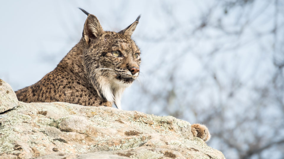 Der Wiederaufbau im Coa-Tal hat neue Lebensräume für Arten wie den Iberischen Luchs geschaffen - (Foto: © Ramn Carretero / EyeEm / Getty Images)