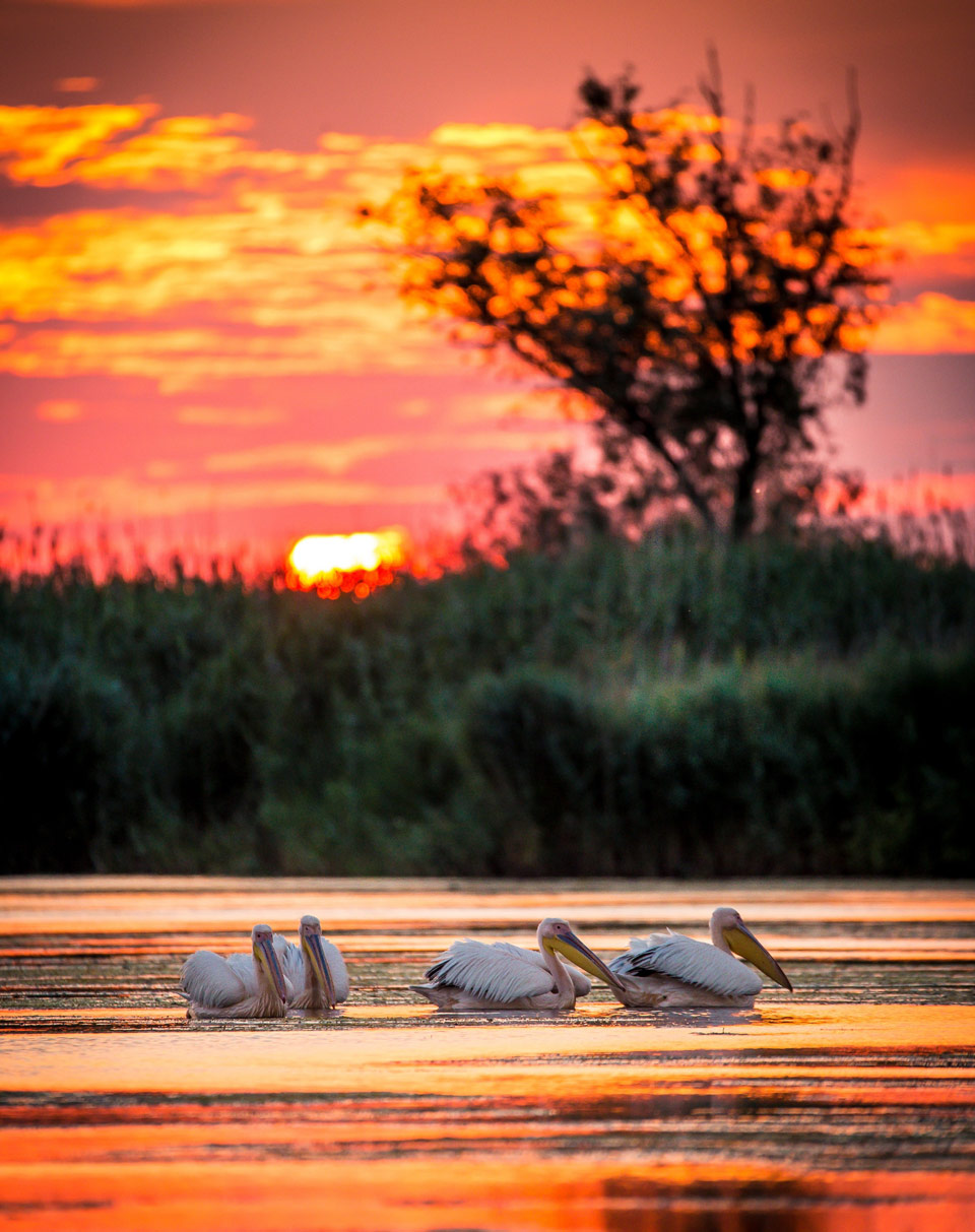 Pelikane im Donaudelta in Rumänien bei Sonnenuntergang - (Foto: © Calin Stan / Shutterstock)