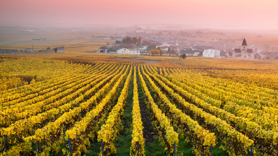 Der Süden Frankreichs ist ein wahres Juwel für Straßenausflügler: Weinberge bei Le Mesnil-sur-Oger - (Foto: ©Matteo Colombo/Getty Images)