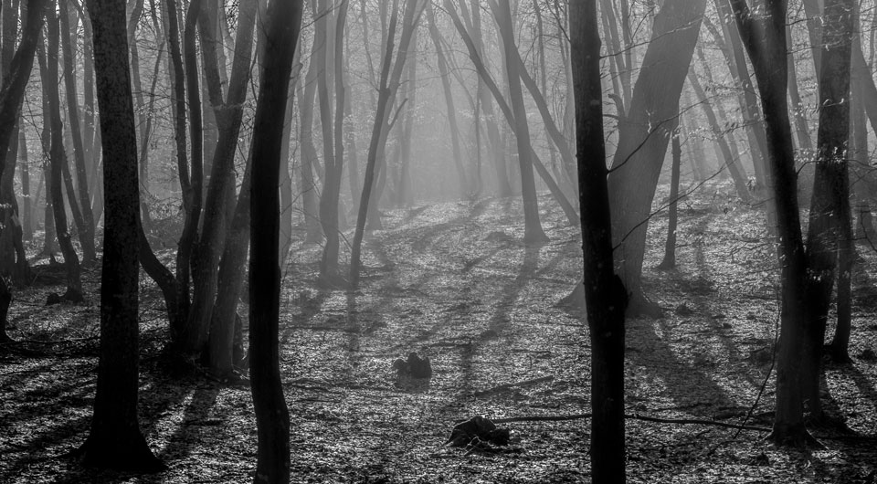 Verschwundene Kinder, Ufo-Sichtungen, geisterhafte Erscheinungen: Im rumänischen Wald Hoia Baciu spukt es - (Foto: © Daniel Marian / Lonely Planet)