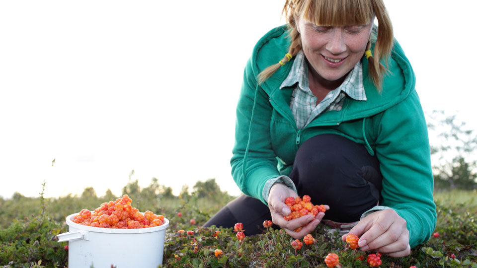 Auf der Suche nach Moltebeeren, die in Schweden Hjortron heißen - (Foto: © Johner Images / Getty Images)