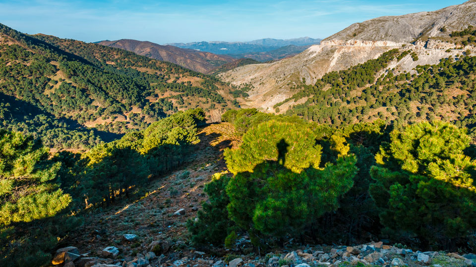 Ein an Fauna und Flora üppiges, verzaubertes Bergland erwartet Wanderlustige im Süden Spaniens in der Sierra de las Nieves - (Foto: ©Dziewul / Shutterstock)