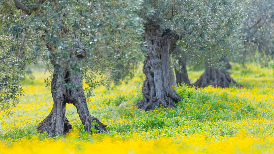 Auch uralte Olivenbäume befinden sich im Nationalpark Sierra de las Nieves - (Foto: ©Juan Carlos Munoz / Shutterstock)