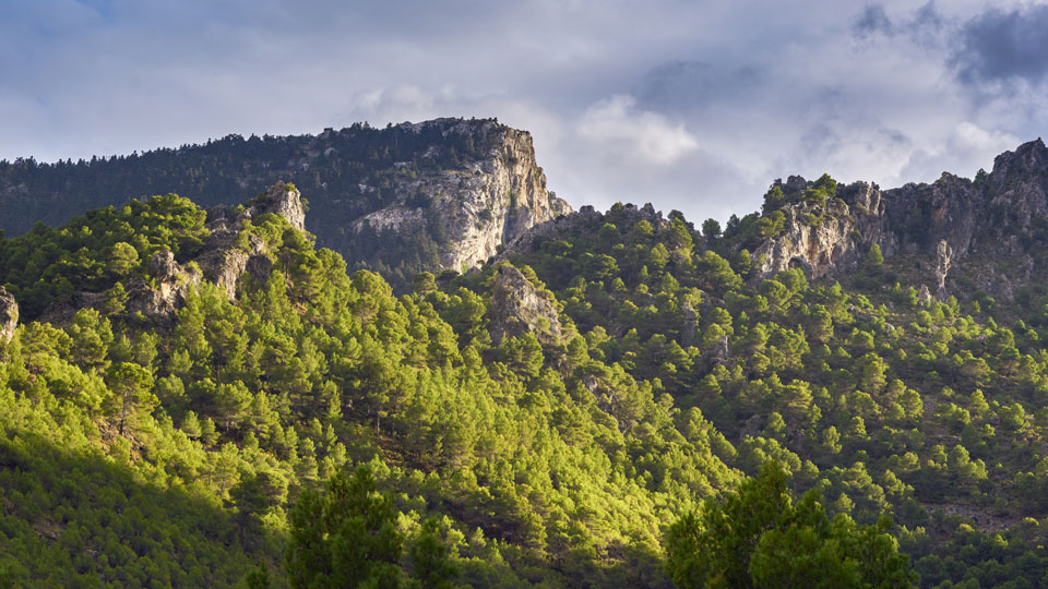 Etwa 65 Prozent der spanischen Pinsapos stehen in der Sierra de las Nieves - (Foto: ©Jesus Noguera photography / Shutterstock)