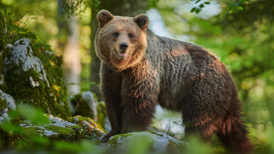 Mit etwas Glück sieht man unter den heimischen Wildtieren sogar Bären - (Foto:  ©Piotr Krzeslak/Shutterstock)
