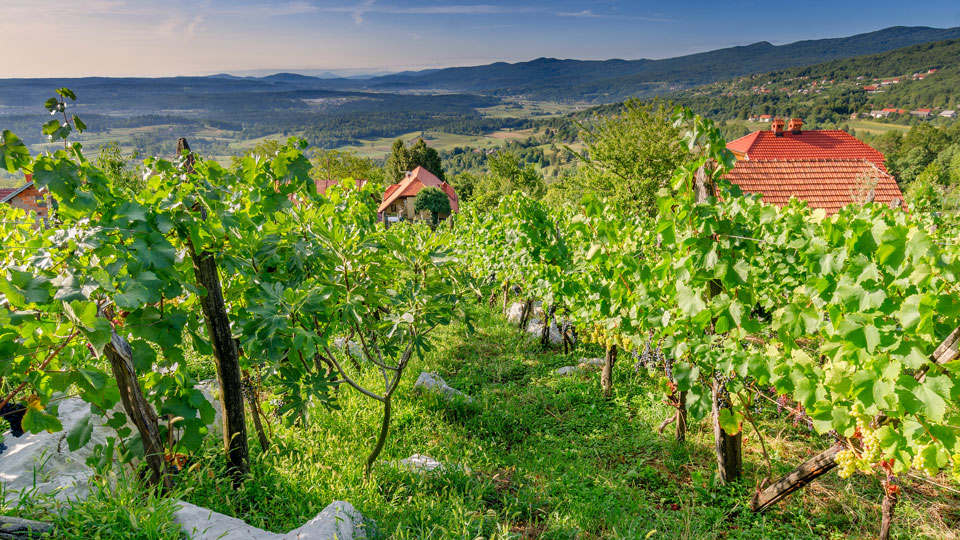 Idyllische Weinberge in der Nähe von Crnomelj in der Region Bela Krajina (Weißkrain), Slowenien, Europa - (Foto: piotrbb / Shutterstock)