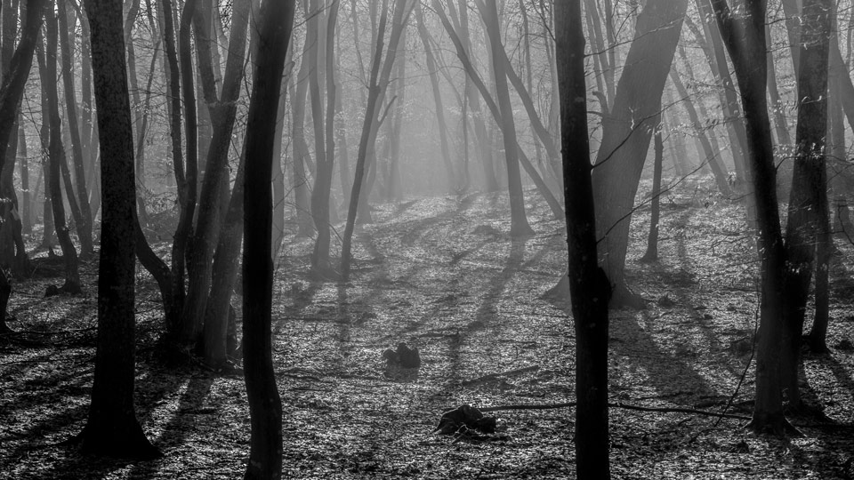 Der Hoia Baciu-Wald hat den Ruf, ein Spukwald zu sein - (Foto: ©ungureanuvadim/Shutterstock)