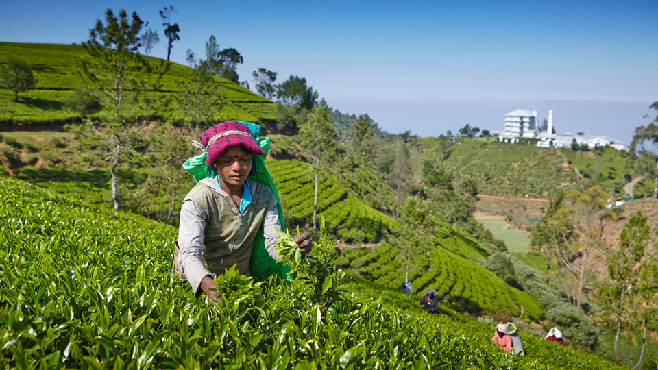 Teepflückerinnen auf einer Plantage in Nuwara Eliya - (Foto: ©Matt Munro/Lonely Planet)