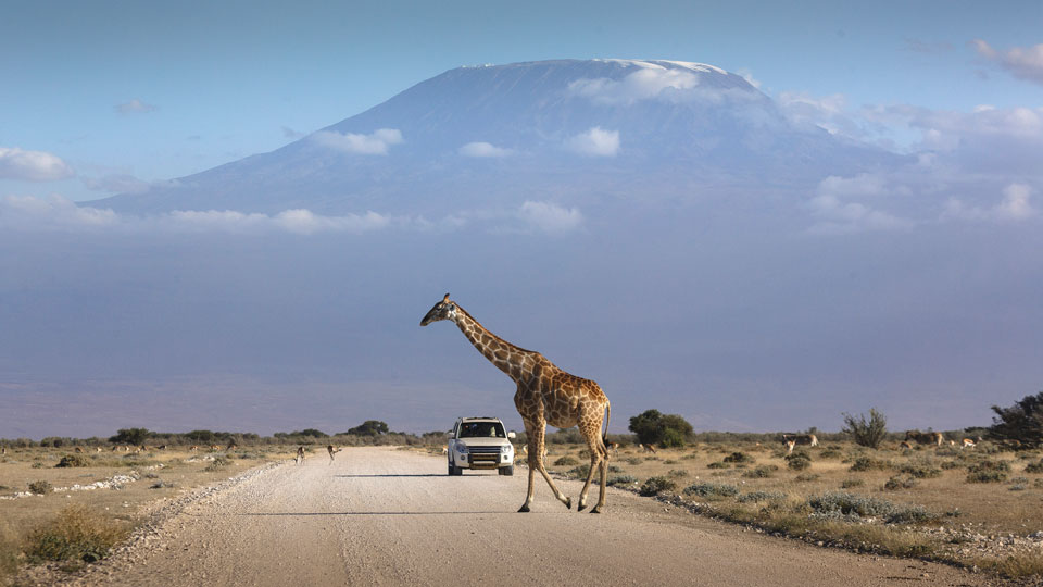 Im Amboseli-Park kreuzen zuweilen Giraffen die beeindruckende Aussicht auf den Kilimandscharo - (Foto: © Buena Vista Images / Getty Images)