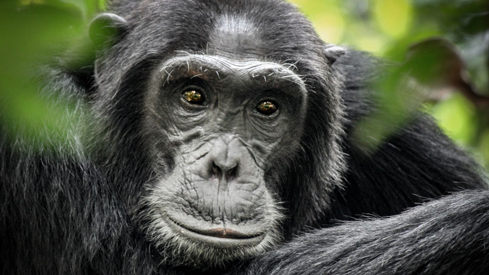 Halte Ausschau nach Schimpansen, wenn du den Gombe National Park und den Mahale Mountains National Park besuchst - (Foto: ©Robin Nieuwenkamp / Shutterstock)