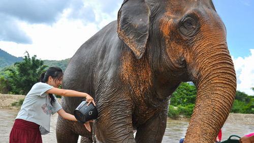 Touristin wäscht einen Elefanten im Elephant Nature Park, Chiang Mai, Thailand - (Foto: ©iSweetRiver/Getty Royalty Free)