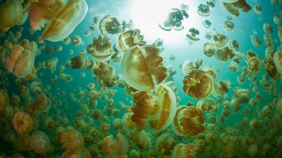 Die goldenen Quallen in Palau wandern jeden Tag mit dem Lauf der Sonne - (Foto: © Ethan Daniels / Shutterstock)