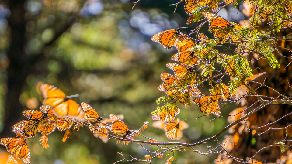 Millionen von Monarchfaltern machen jedes Jahr die unglaubliche Reise von Kanada und den östlichen USA bis nach Mexiko und Kalifornien - (Foto: © JHVEPhoto / Shutterstock)