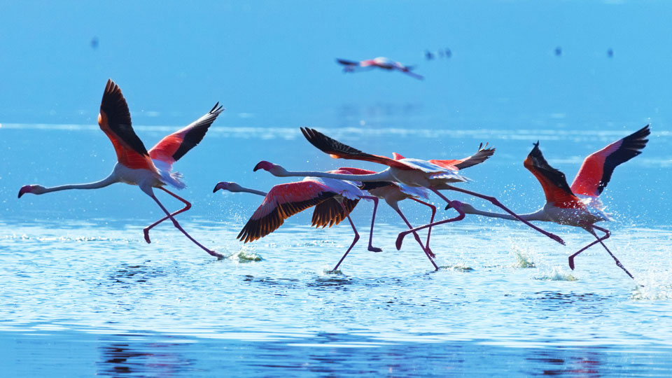 In den Salzseen Kenias versammeln sich Schwärme von Zwergflamingos, um sich von Algen zu ernähren - (Foto: © Ivan Mateev / Shutterstock)