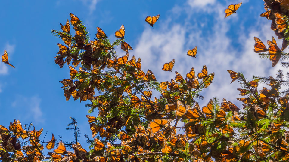 Es kann bis zu fünf Generationen von Monarchfaltern dauern, bis eine Migrationsperiode abgeschlossen ist - (Foto: © JHVEPhoto / Shutterstock)