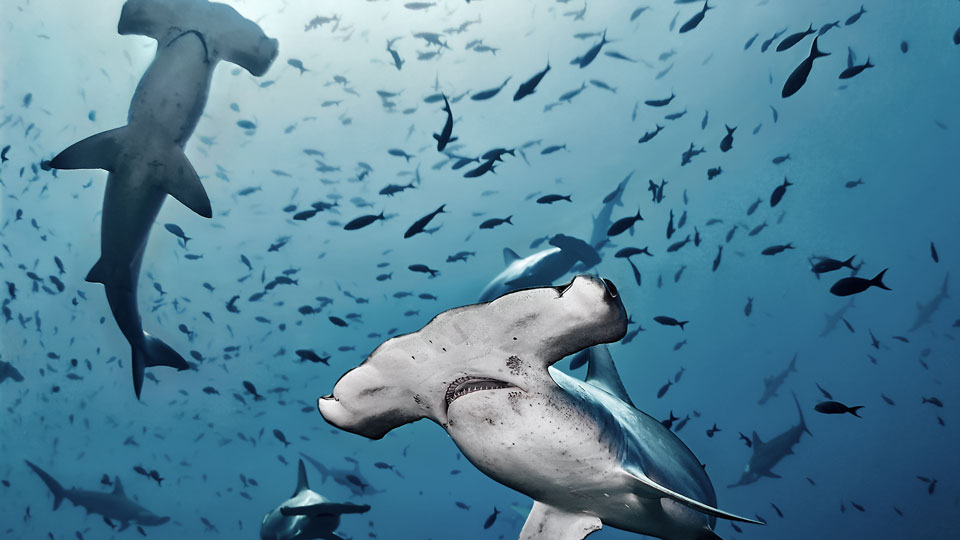 Cocos Island in Costa Rica bildet einen Punkt des sogenannten "Hammerhai-Dreiecks", das riesige Schwärme dieser einzigartigen Haiart anzieht - (Foto: © Alex Rush / Shutterstock)