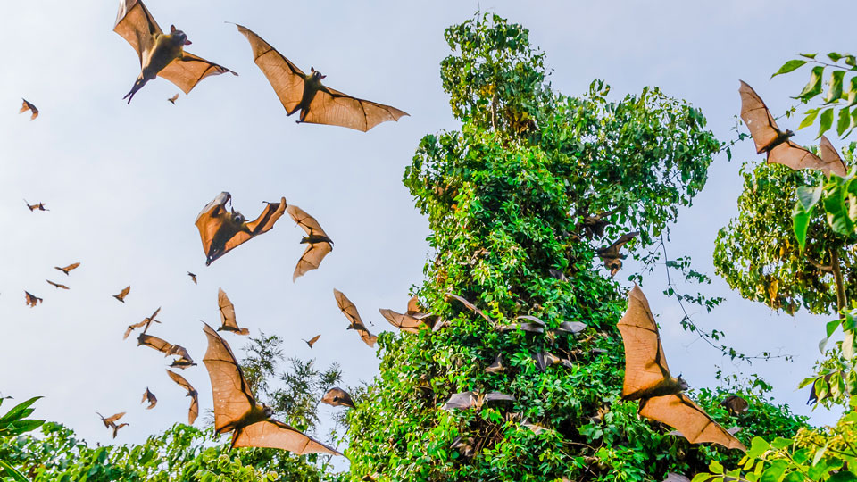 Riesige Kolonien von Flughunden verdunkeln jeden Oktober den Himmel Sambias - (Foto: © Tetyana Dotsenko / Shutterstock)