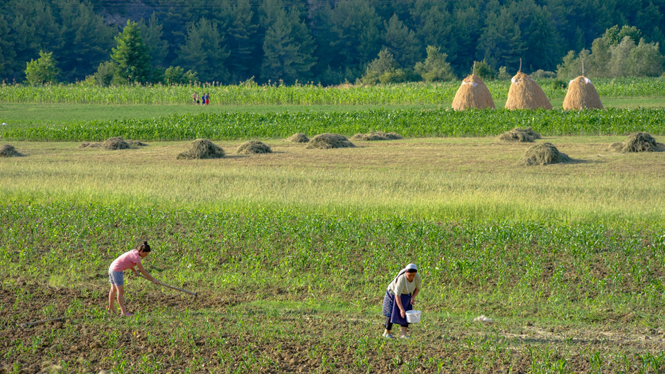 50 Jahre Isolation haben die regionale Landwirtschaft und das heimische Saatgut erhalten. (Foto: © ollirg/Istock.com)