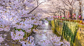Kirschblütenzauber am Kanal in Naka-Meguro, Tokio - (Foto: ©YP_photographer / Shutterstock)