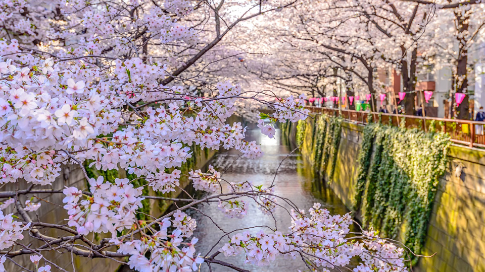 Kirschblütenzauber am Kanal in Naka-Meguro, Tokio - (Foto: ©YP_photographer / Shutterstock)